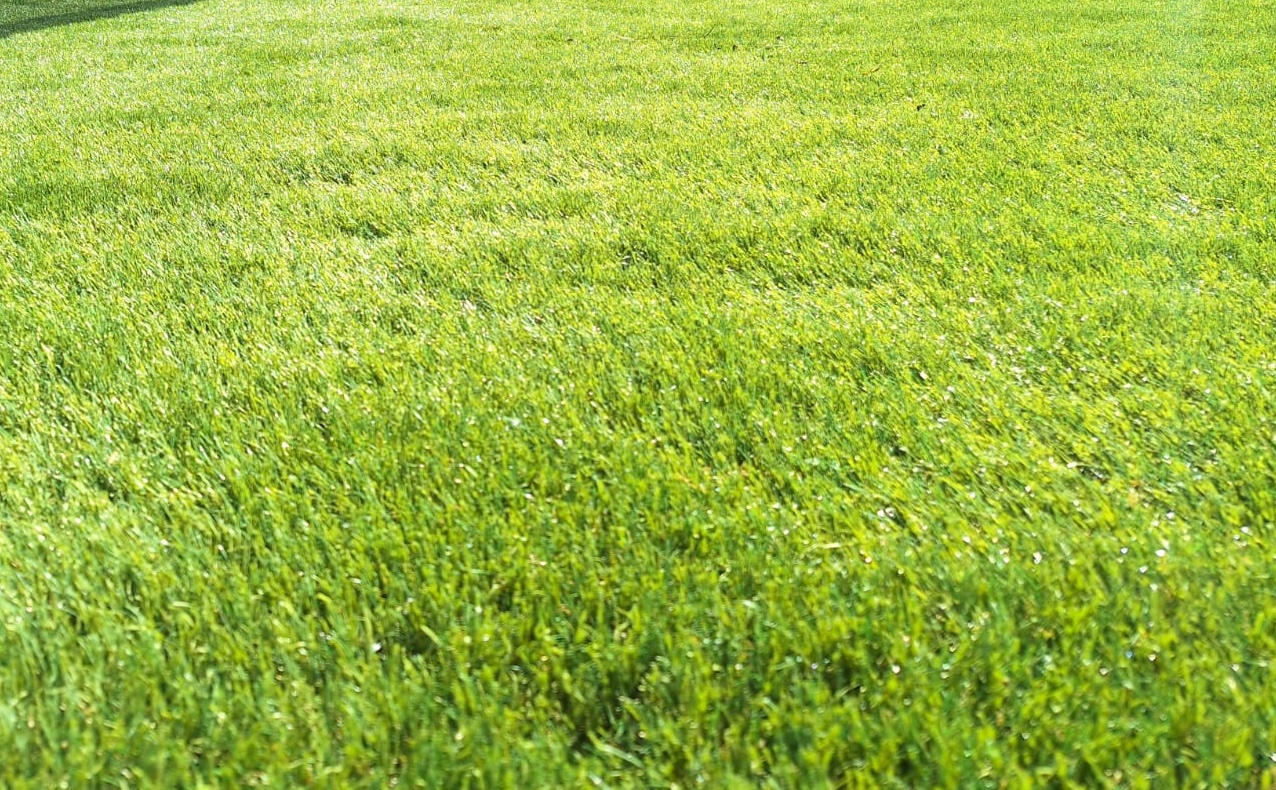 Gazon synth&eacute;tique