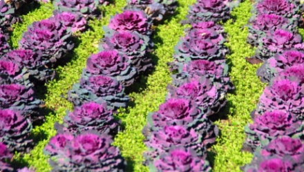 Le potager ornemental, &agrave; la fois bon et beau