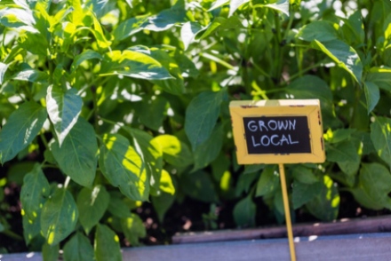 Le potager ornemental, &agrave; la fois bon et beau