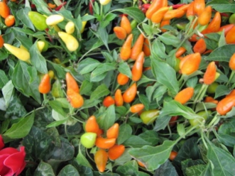 Le potager ornemental, &agrave; la fois bon et beau