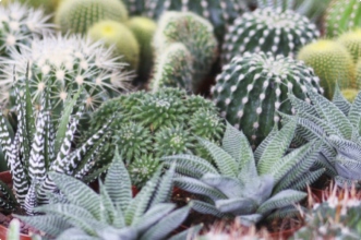 Jardin de cactus: un avant goût de désert