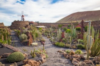 Jardin de cactus: un avant goût de désert