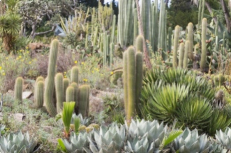 Jardin de cactus: un avant goût de désert