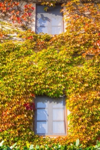 La plante grimpante: la solution très déco pour égayer votre terrasse ou agrémenter votre jardin