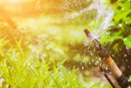 Comment assurer la survie de nos v&eacute;g&eacute;taux pendants les vacances ?