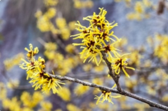 5 Bonnes id&eacute;es pour donner des couleurs &agrave; votre jardin en hiver !
