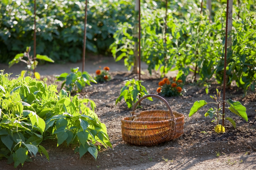 6 conseils et astuces pour bien placer vos légumes dans votre potager !