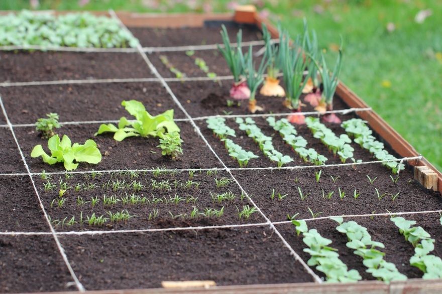 6 conseils et astuces pour bien placer vos légumes dans votre potager !