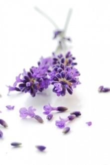 Les fleurs comestibles