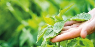 Ne jetez plus, faites des engrais